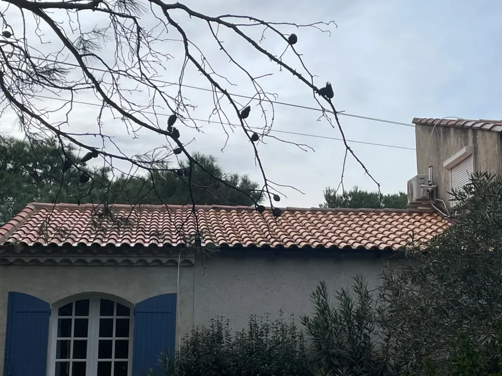 Nettoyage de toitures (3)